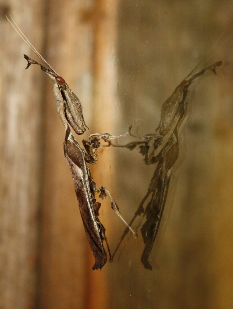 Common Name: Ghost mantis