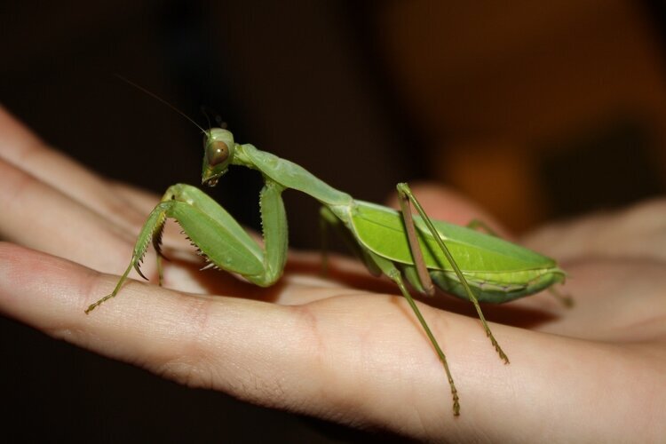 Common Name: Giant African mantis (Female)