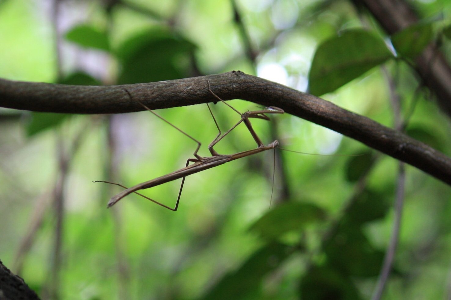 Common Name: Giant grass mantis