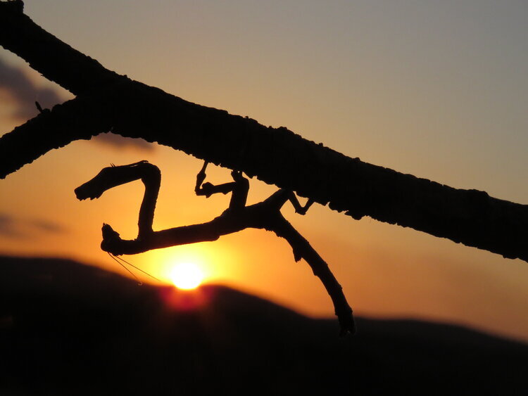 Common Name: Twig mantis