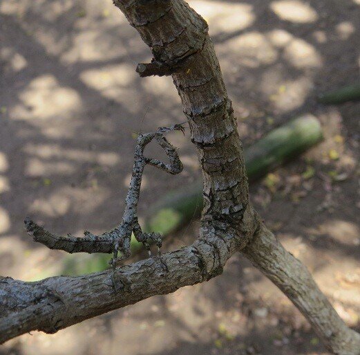 Common Name: Twig mantis