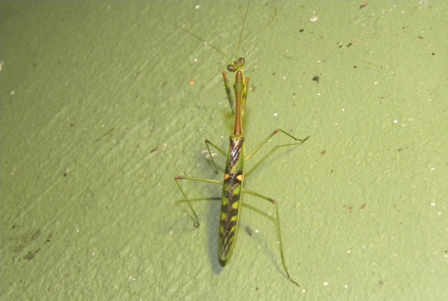 Common Name: Zebra mantis