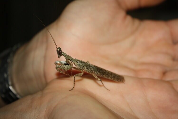 Common Name: Bark mantis