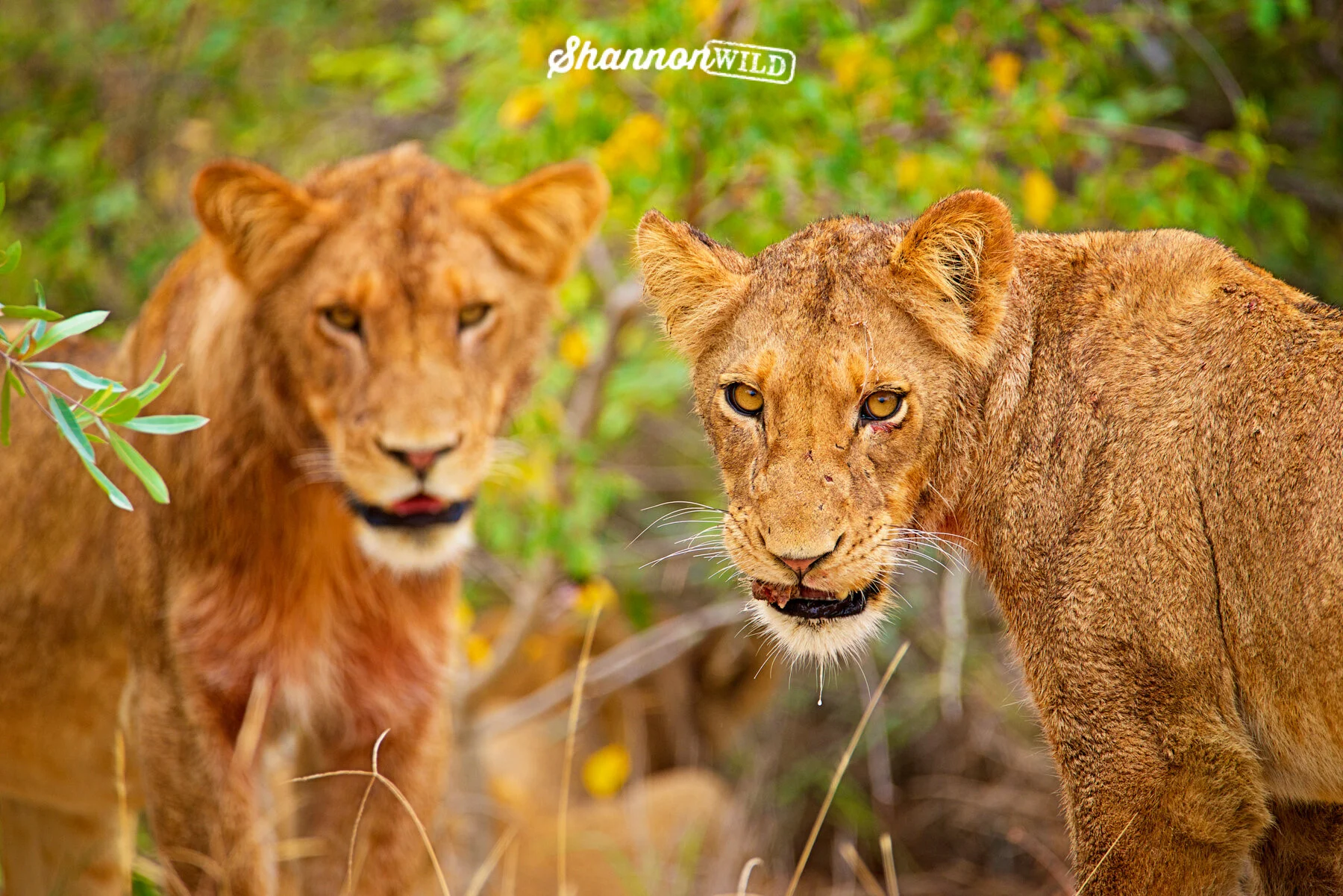 CECIL THE LION FIVE YEARS ON Wild Tomorrow cecil-the-lion-five-years-on-wild-tomorrow