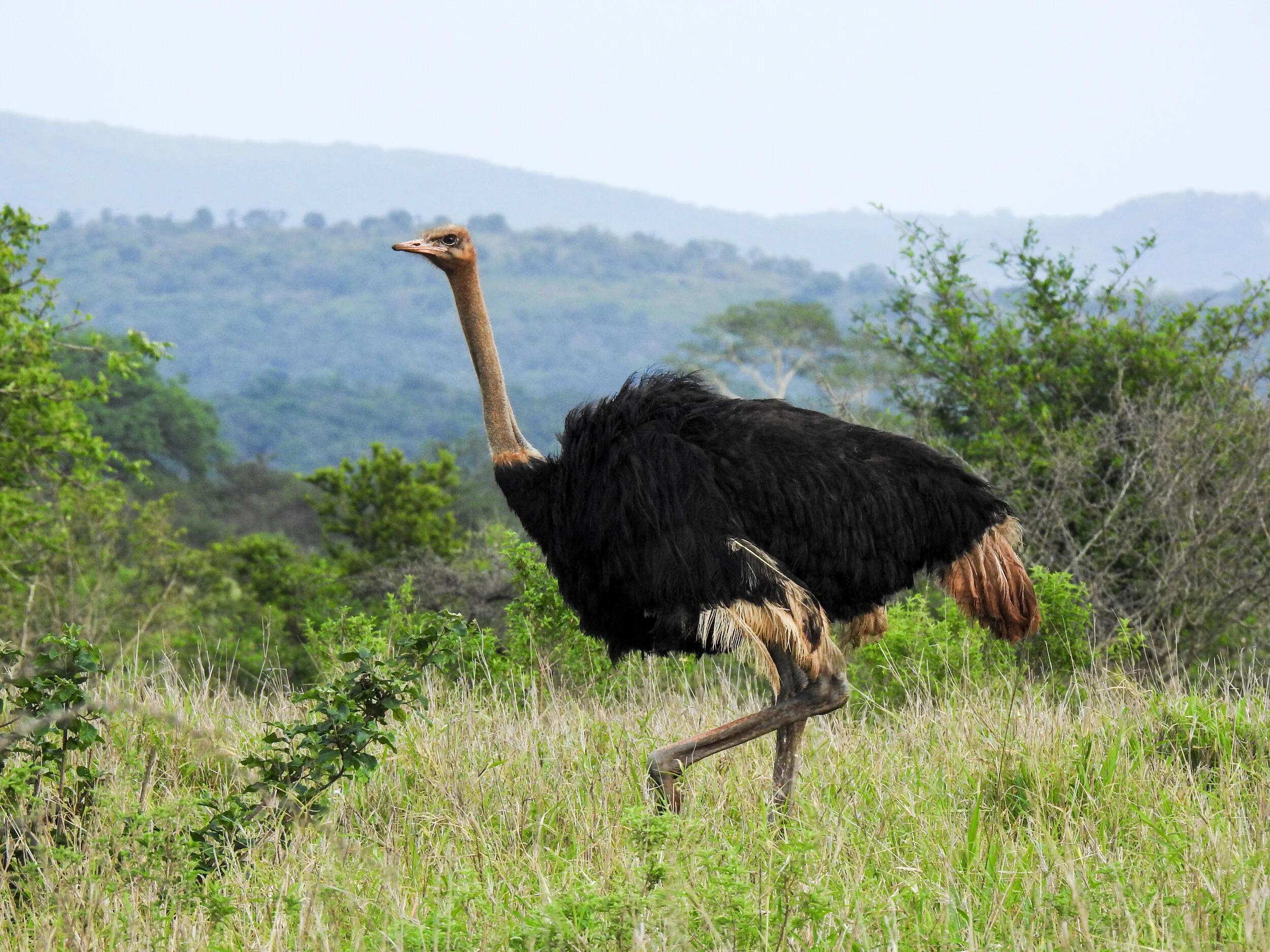 OUR OSTRICH: TOWARDS A WILDER FUTURE
