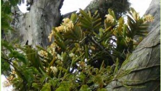 Cyrtorchis praetermissa ssp. zuluensis.jpg