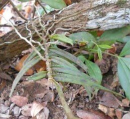 Angraecum cultriforme.jpg