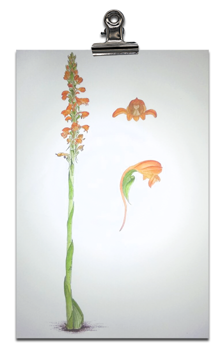 _0001_orchid-2.png