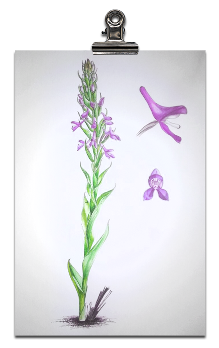 _0002_orchid-3.png