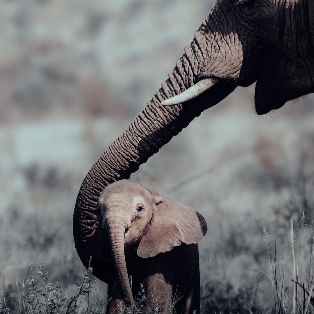ELEPHANT CONNECTIONS