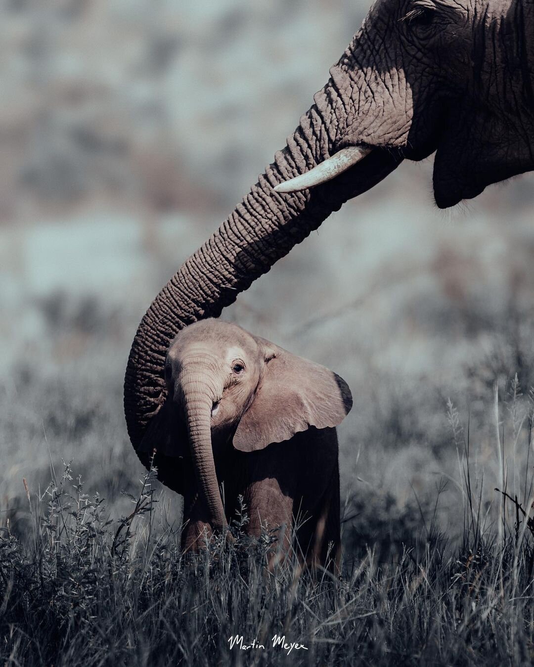 ELEPHANT CONNECTIONS — Wild Tomorrow Fund
