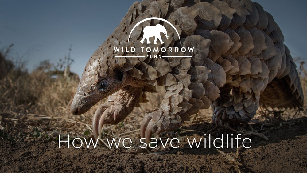Saving Wildlife and Wild Places 