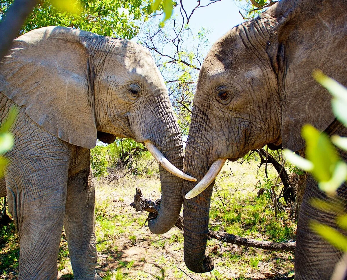 HELPING AFRICAN ELEPHANTS