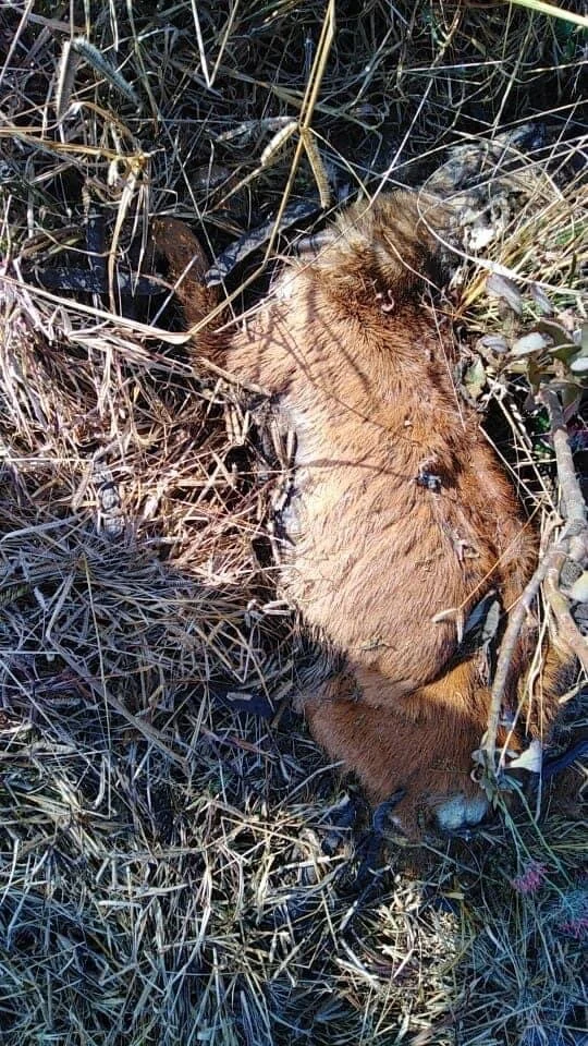 A snared duiker found during the World Ranger Day snare sweep weekend at Bonamanzi Reserve. Left to die a slow death and not retrieved in time to be used as meat. A waste of a life.