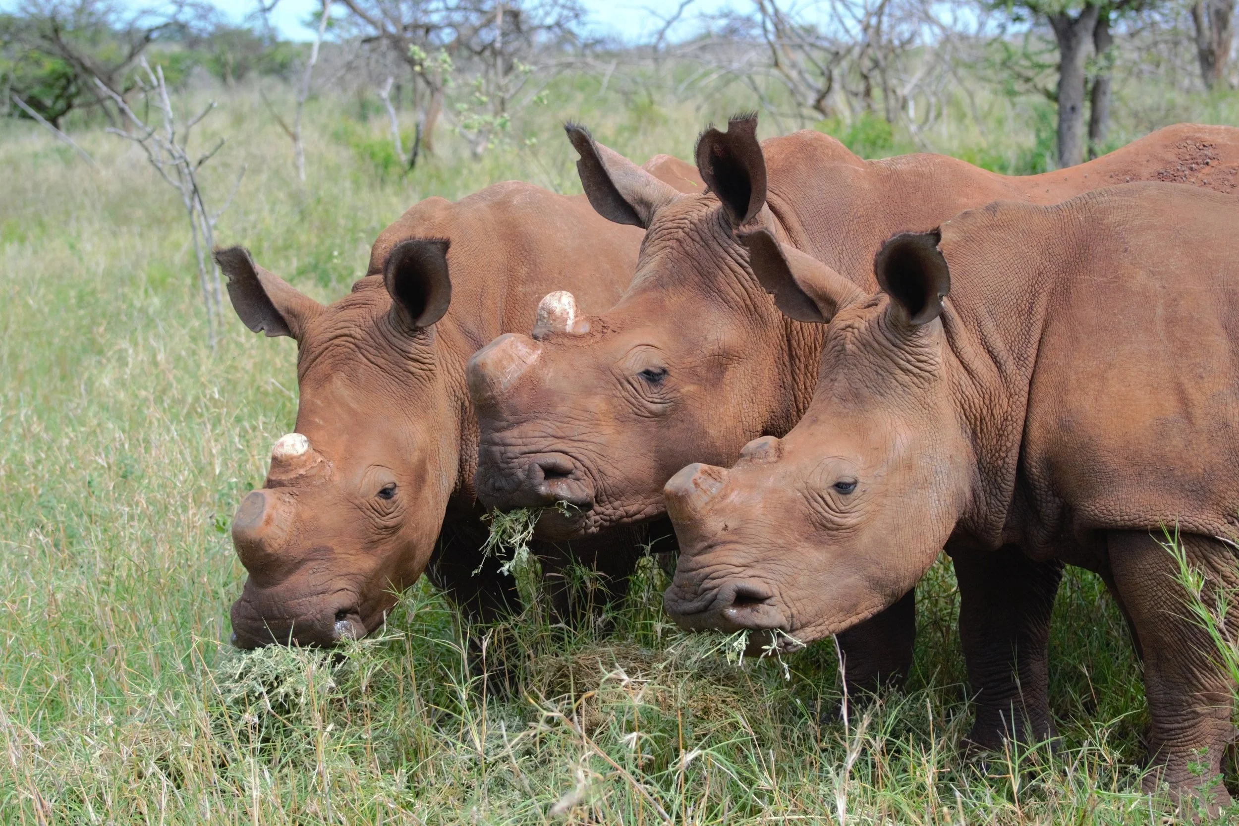 THREE ORPHANED RHINOS RELEASED INTO THE WILD