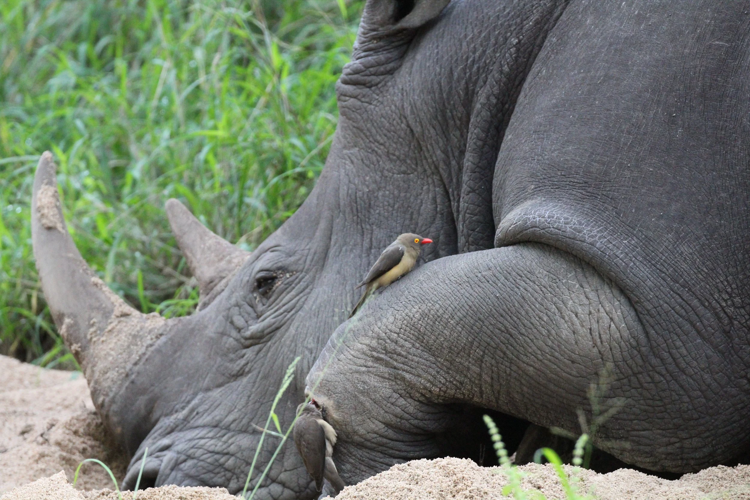 RHINO POACHING &amp; DEHORNING IN KZN