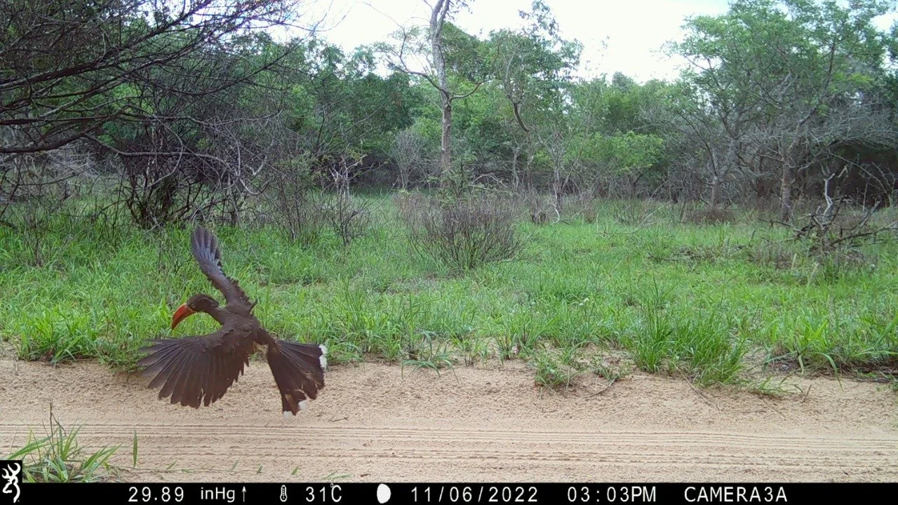 Red-billed hornbill