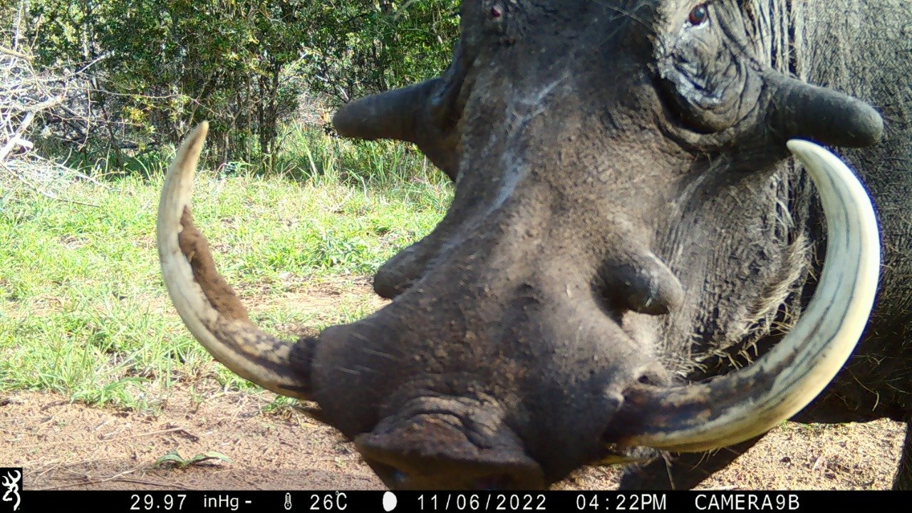 Warthog selfie