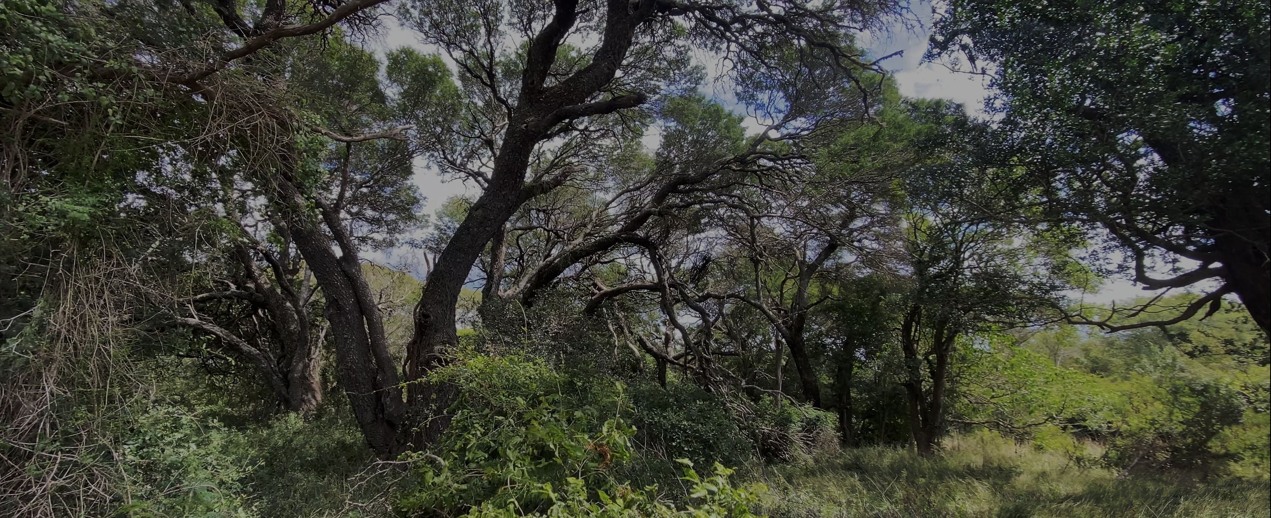 sand-forest-banner.jpg