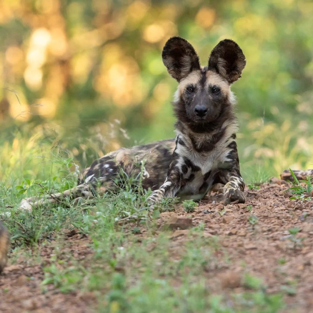 ENDANGERED SPECIES DAY - SUPPORTING RANGER TRAINING IN SOUTH AFRICA