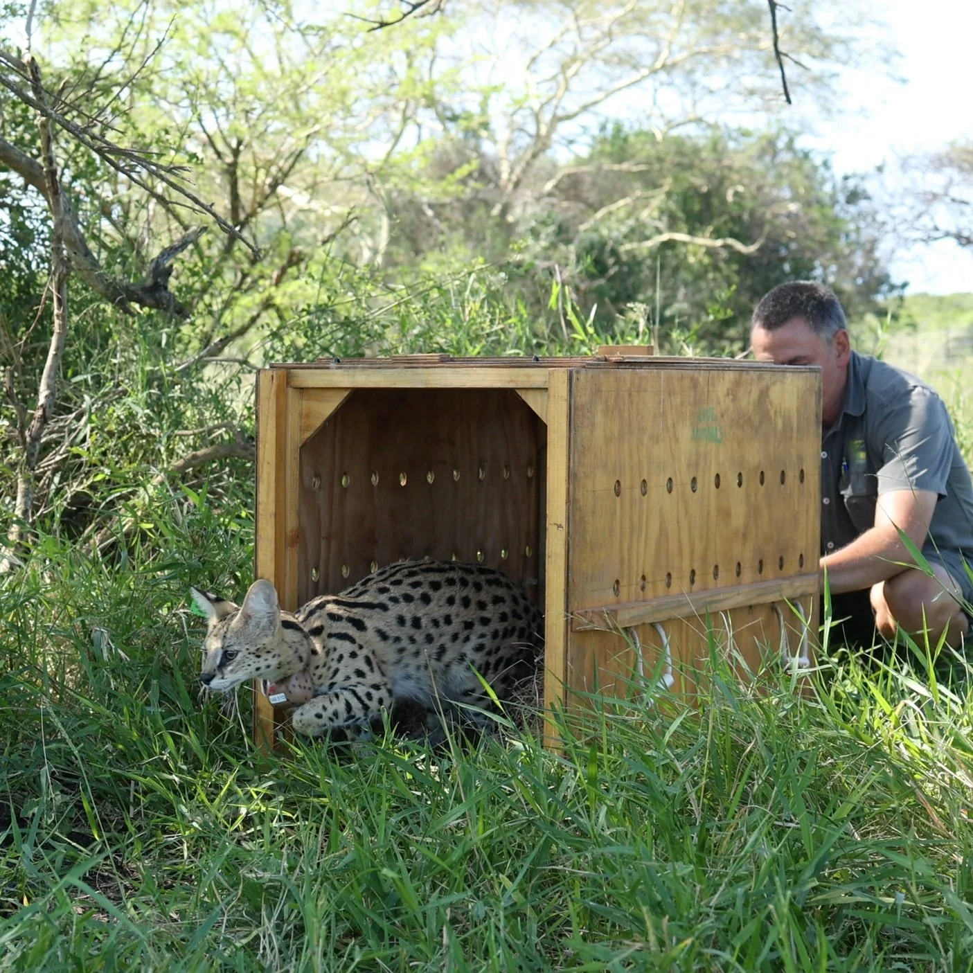 A SERVAL’S JOURNEY OF HOPE: FROM REHABILITATION TO RELEASE AT UKUWELA