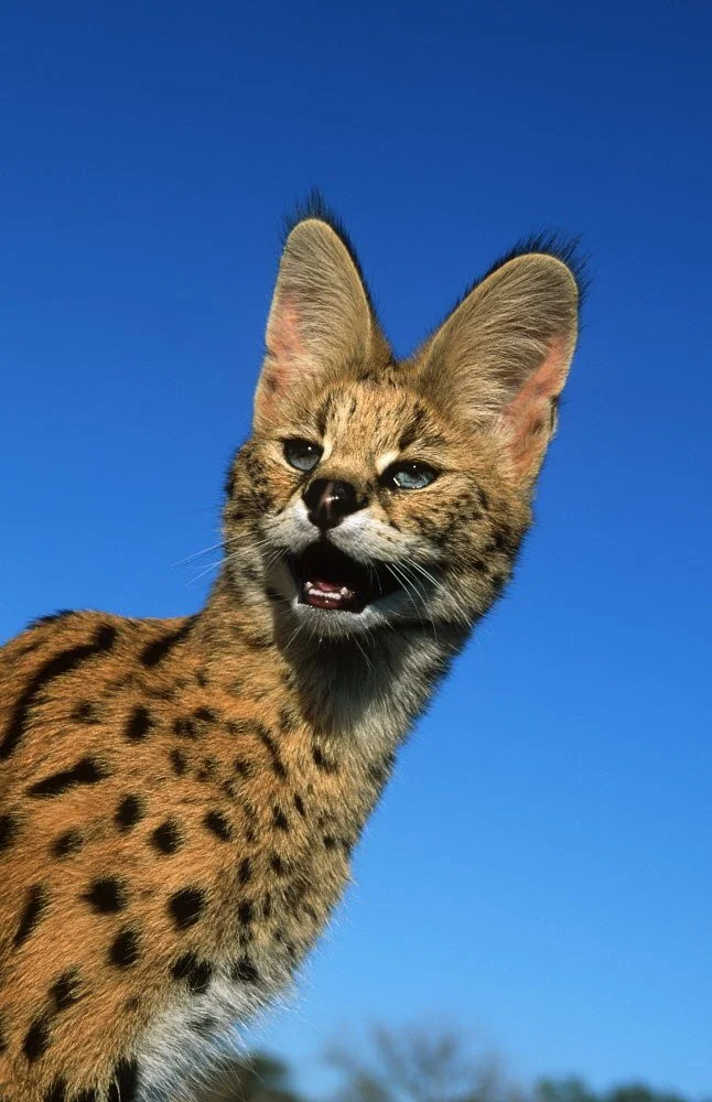 10 FUN FACTS ABOUT SERVALS