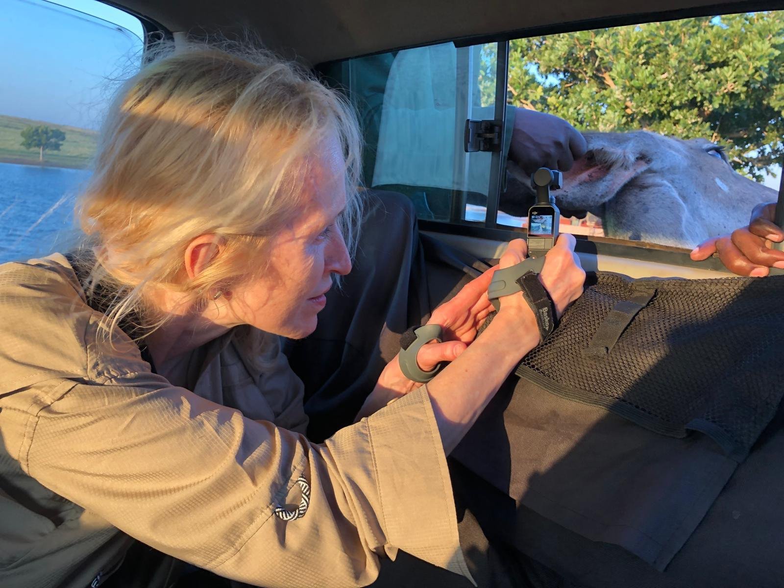 April capturing footage of a sedated Kudu being transported to Ukuwela