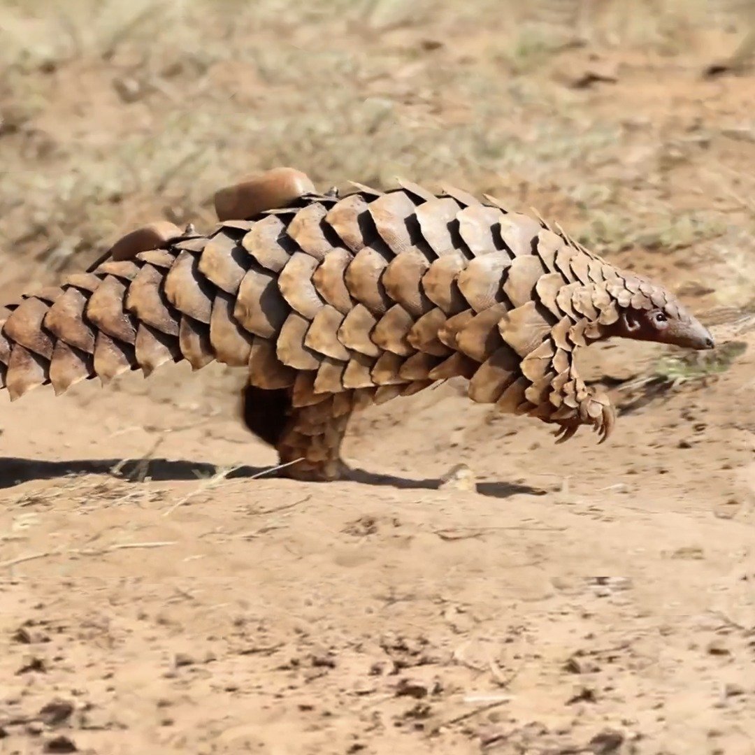 Pangolin.jpeg