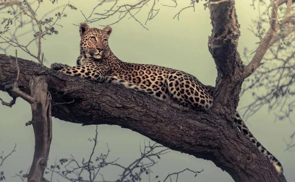 PURE LEOPARD MAGIC WITH MARTIN MEYER