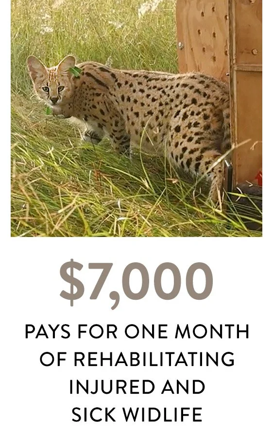 serval money.jpg