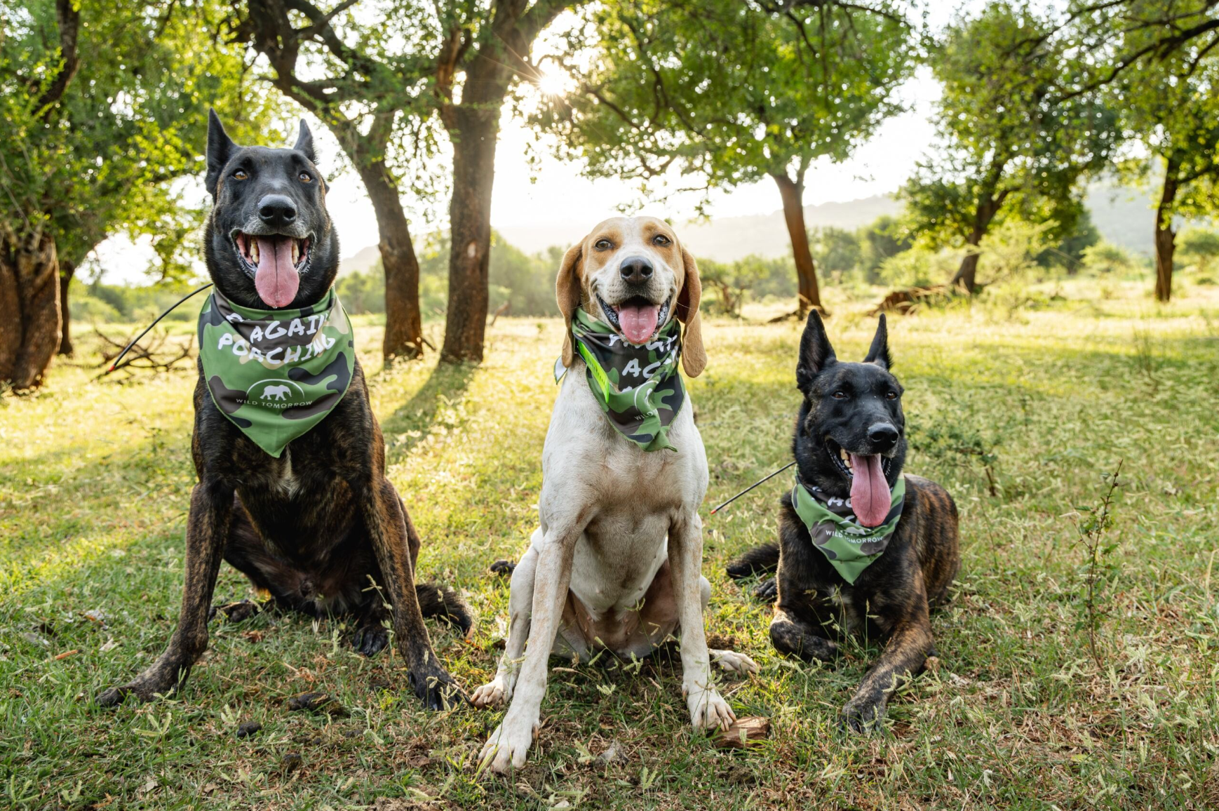 OUR FIRST EVER PAWS AGAINST POACHING CAMPAIGN