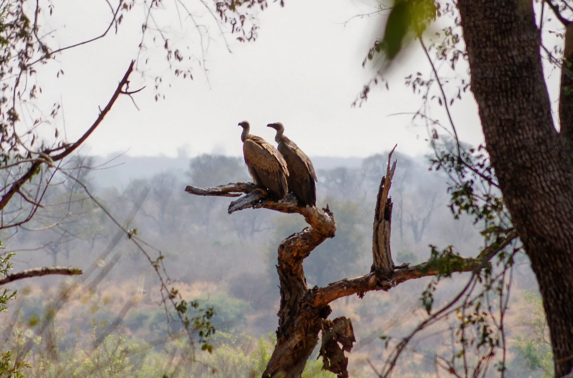 White-backed vultures
