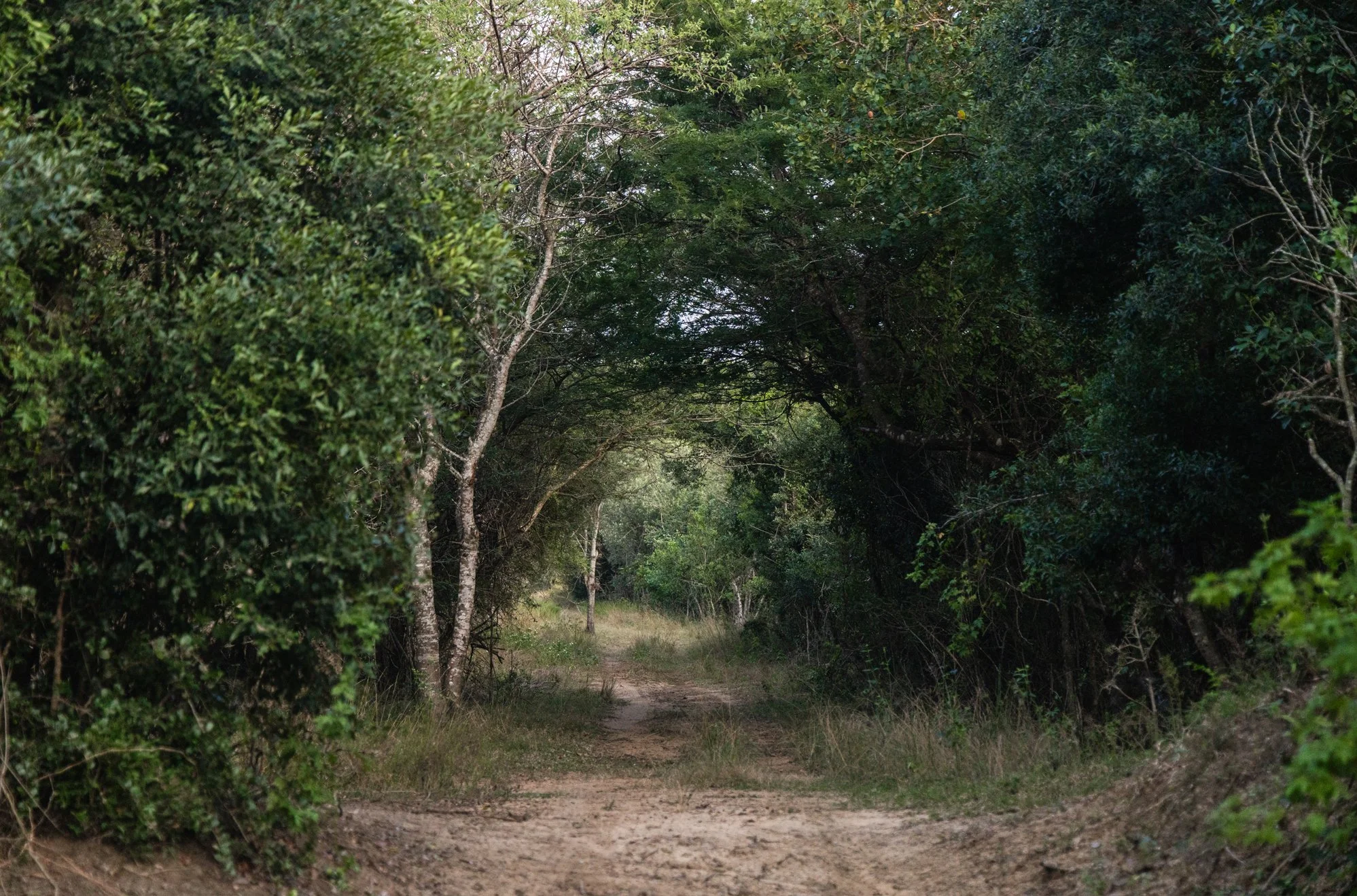 lemvelo forest 2 gallery.jpg