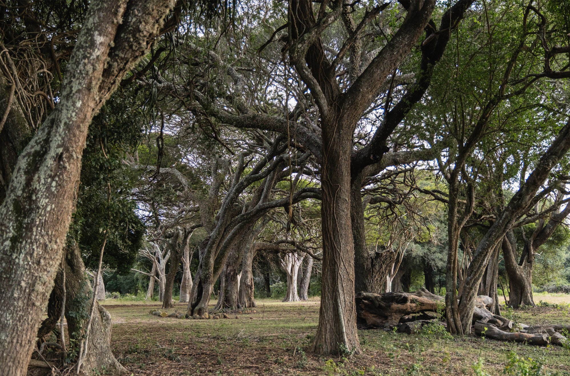 LeMvelo's ancient Lebombo Wattles