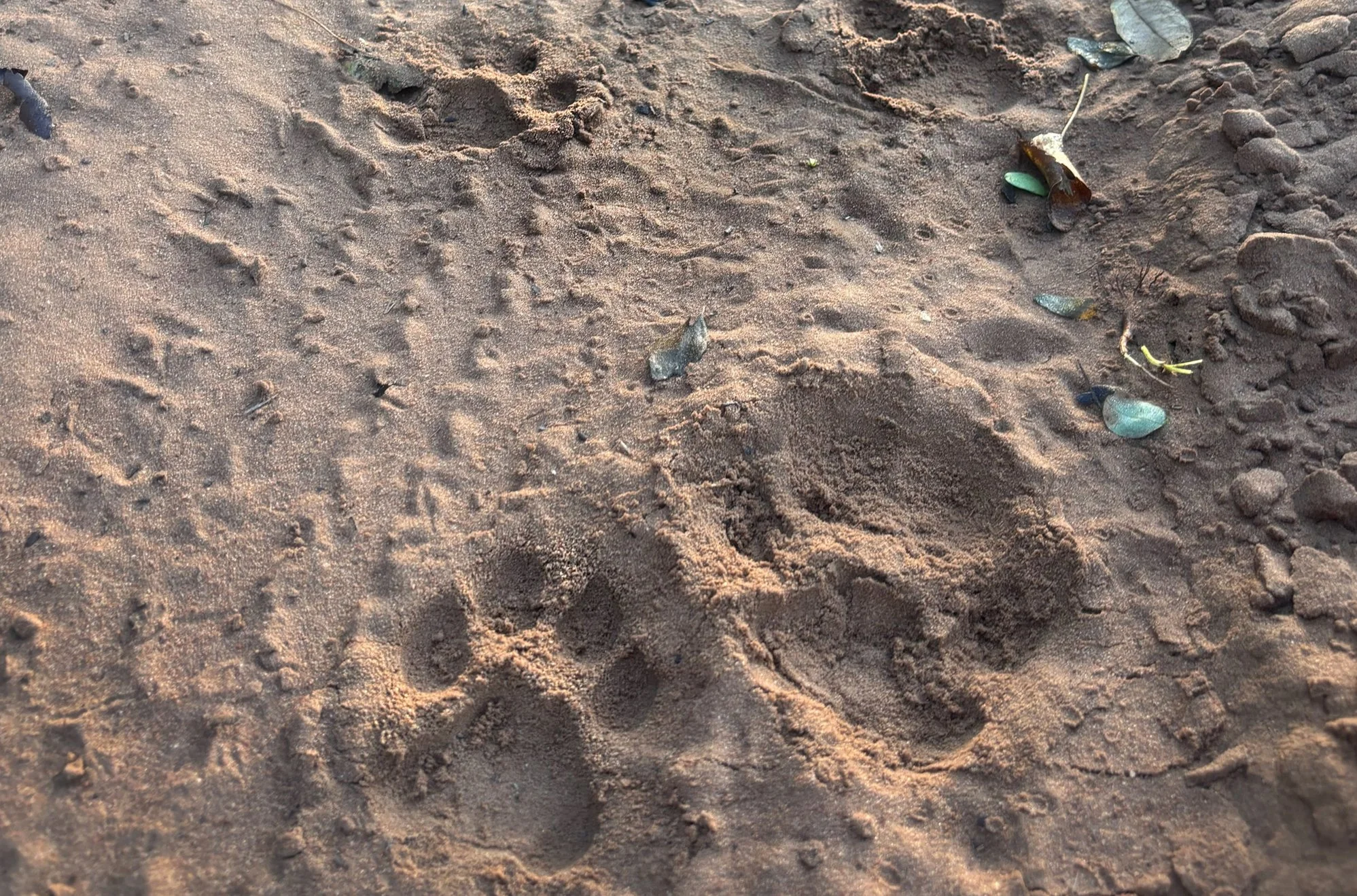 Leopard Tracks