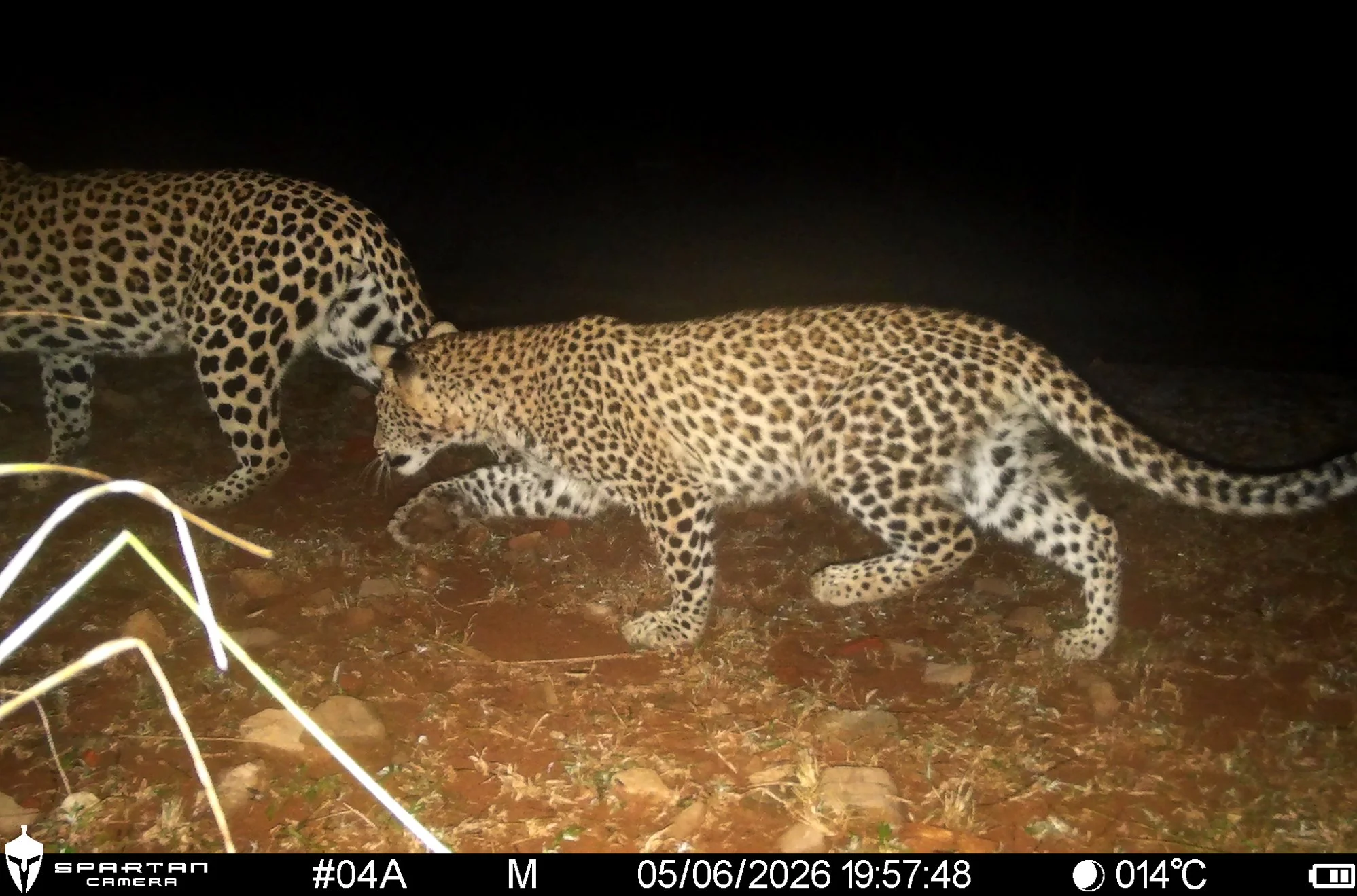 lemvelo cameratrap 1 gallery.jpg