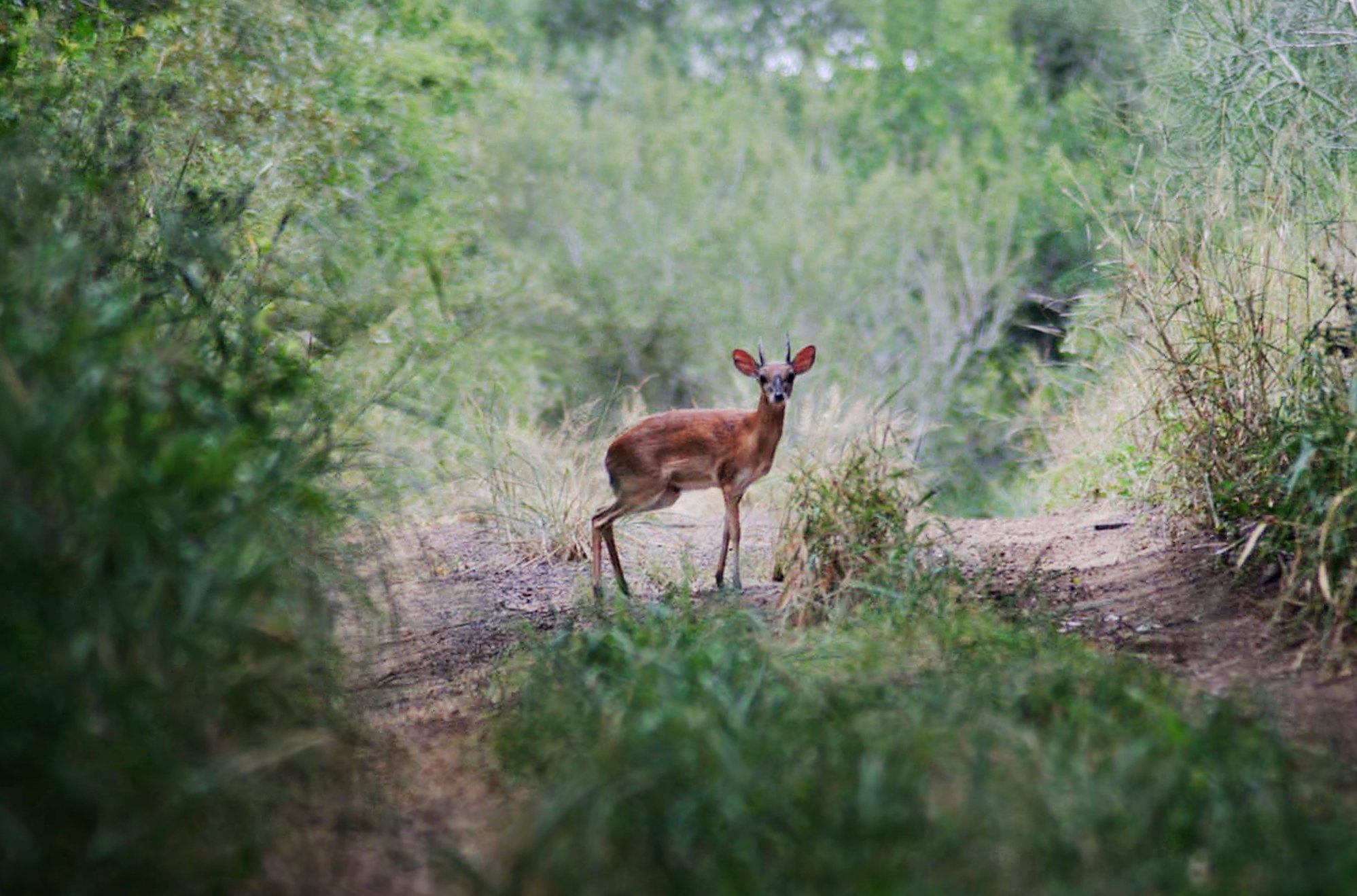 The chihuahua-sized suni antelope