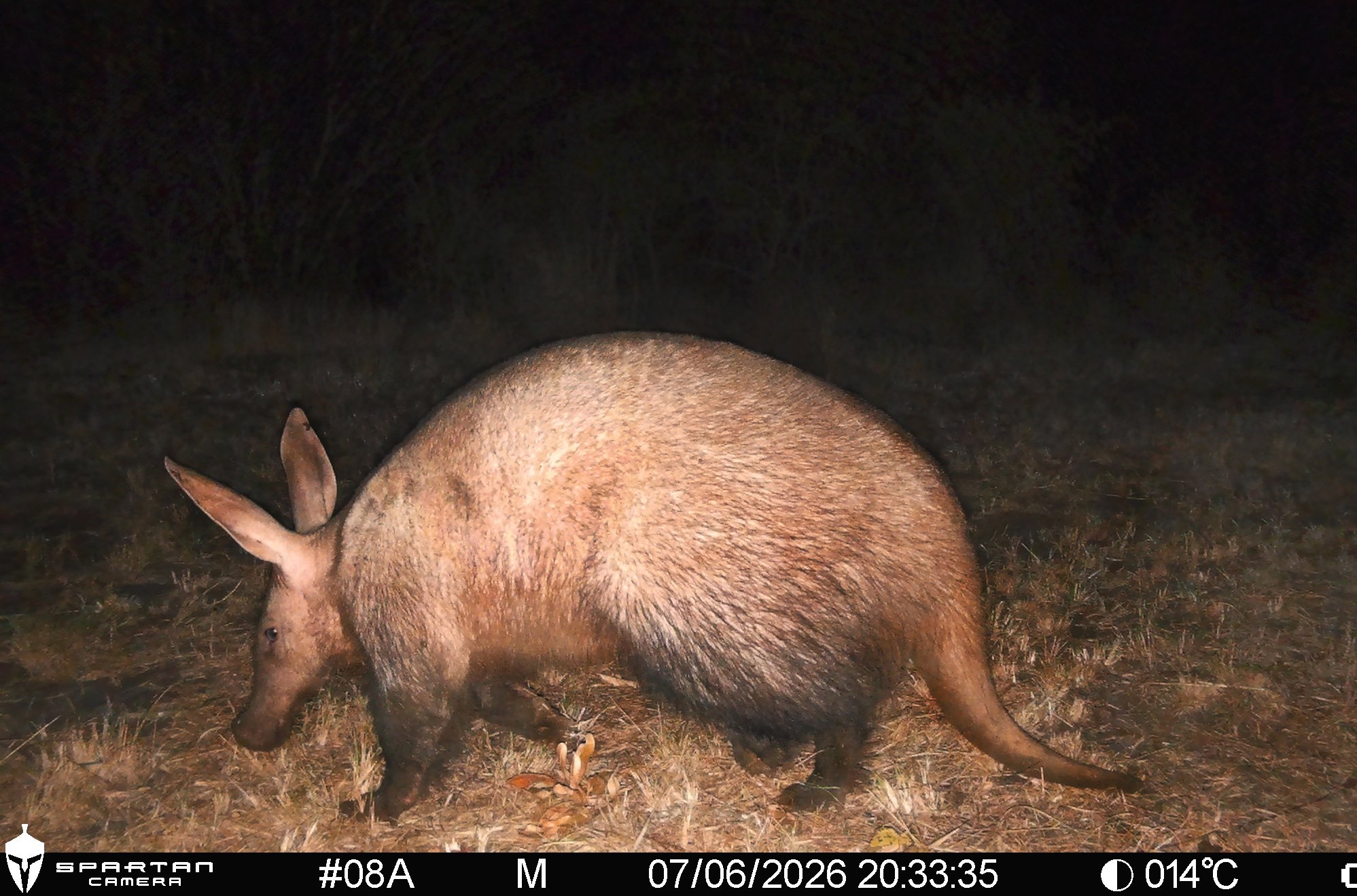 lemvelo cameratrap4 gallery.jpg