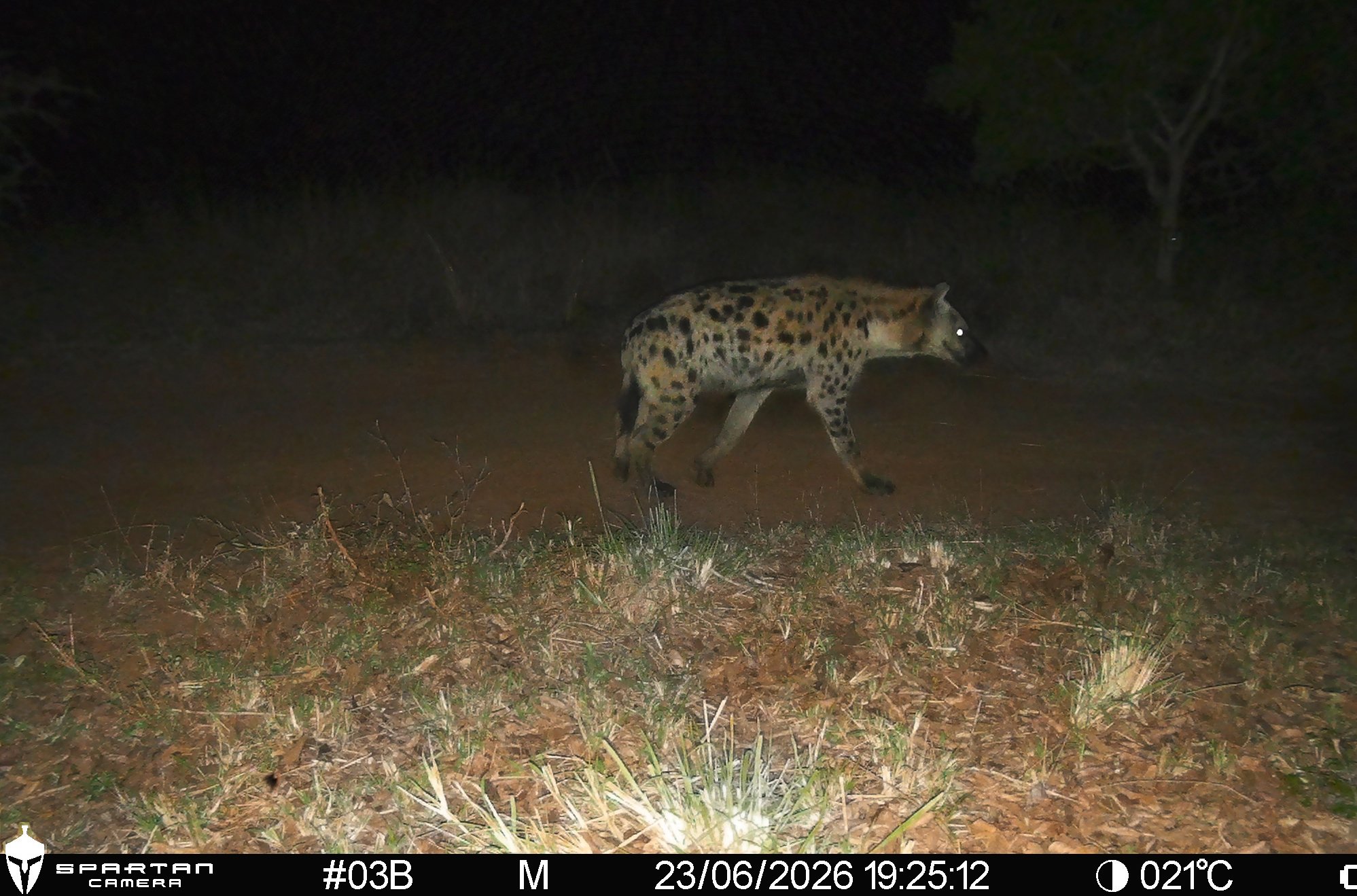 lemvelo cameratrap3 gallery.jpg