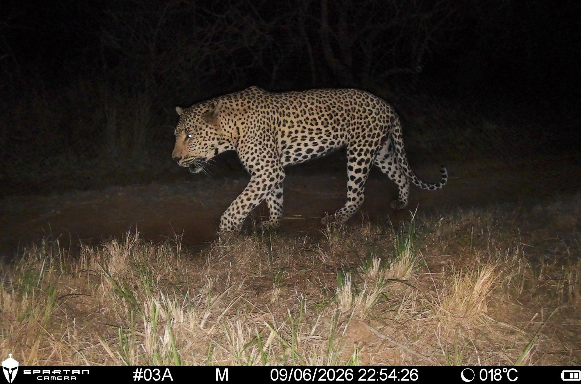 lemvelo cameratrap 2 gallery.jpg