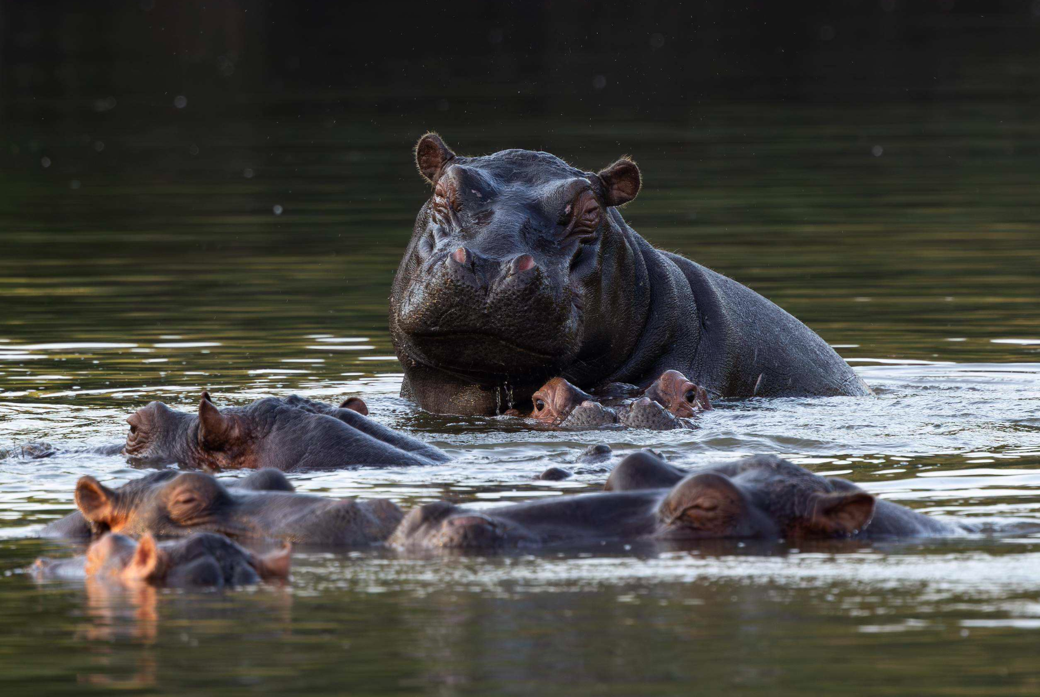 CRAZY HIPPO FACTS