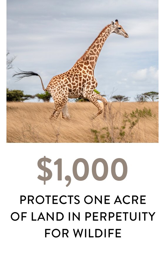 land money.jpg