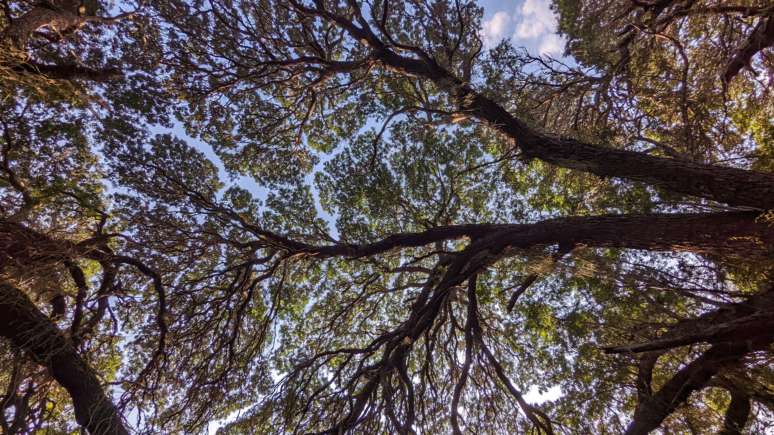 Lebombo Wattle canopy shyness.jpg