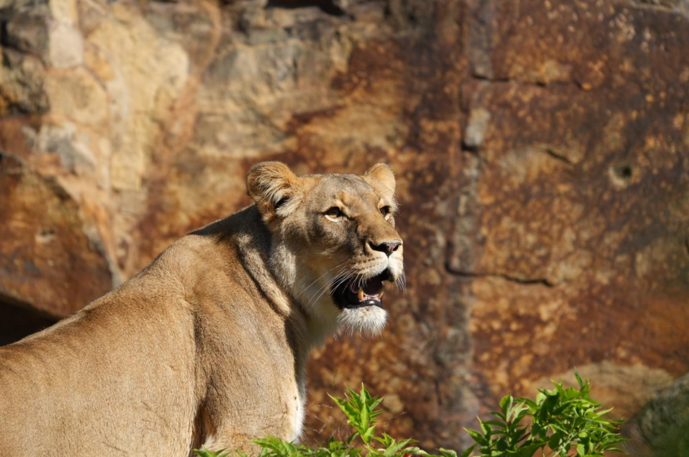 lion.png