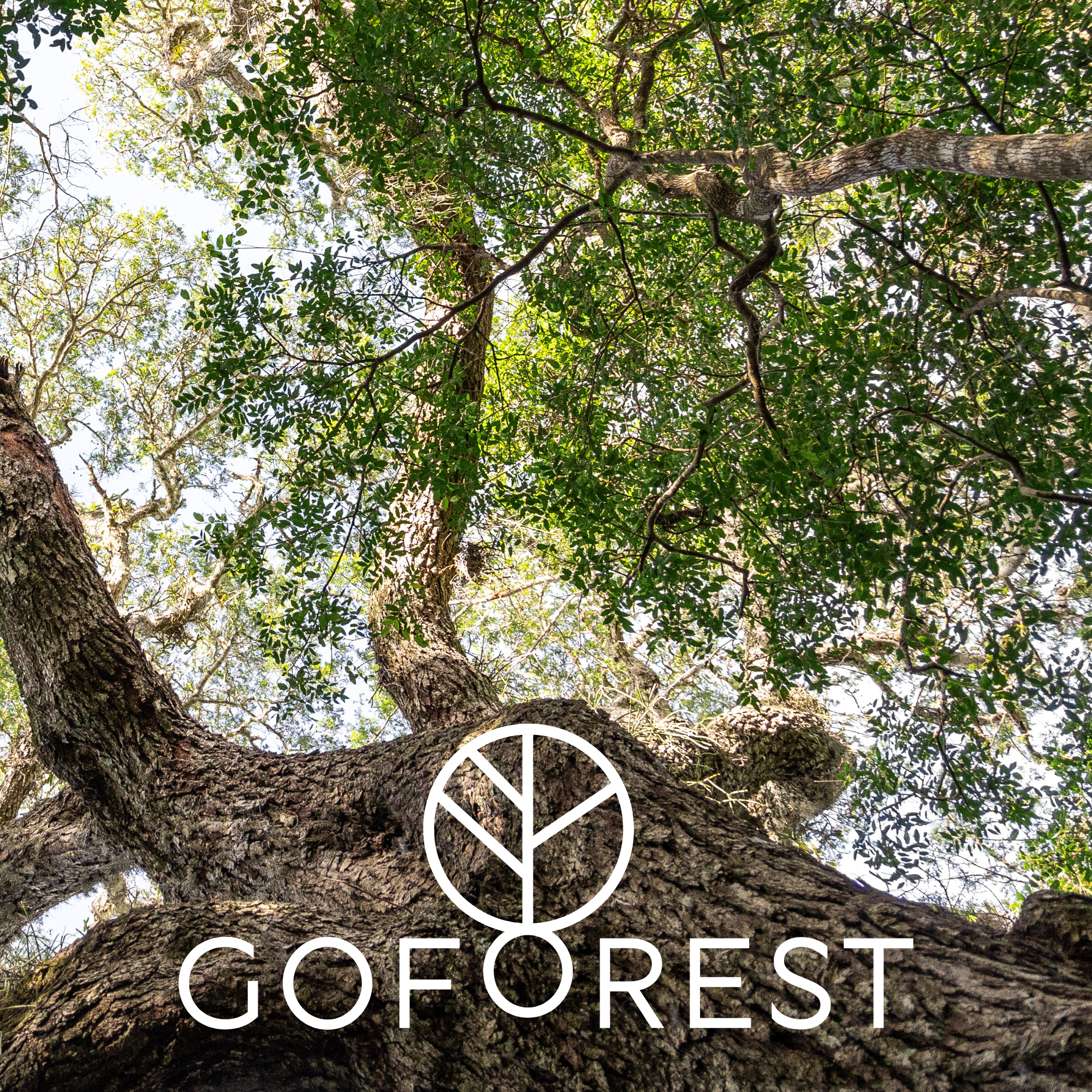 WILD TOMORROW PARTNERS WITH GO FOREST TO RESTORE ENDANGERED SAND FOREST