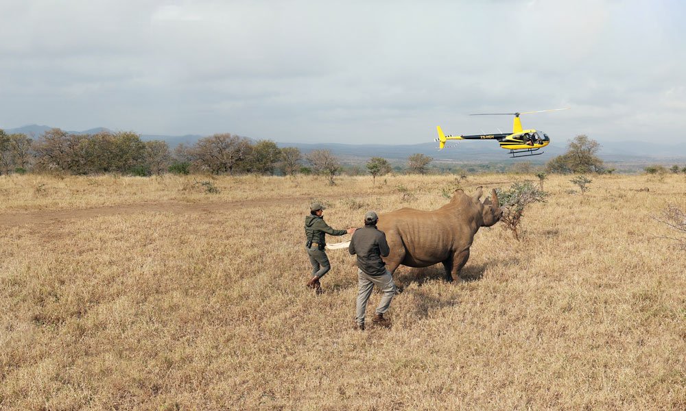 save-wildlife-header2.jpg