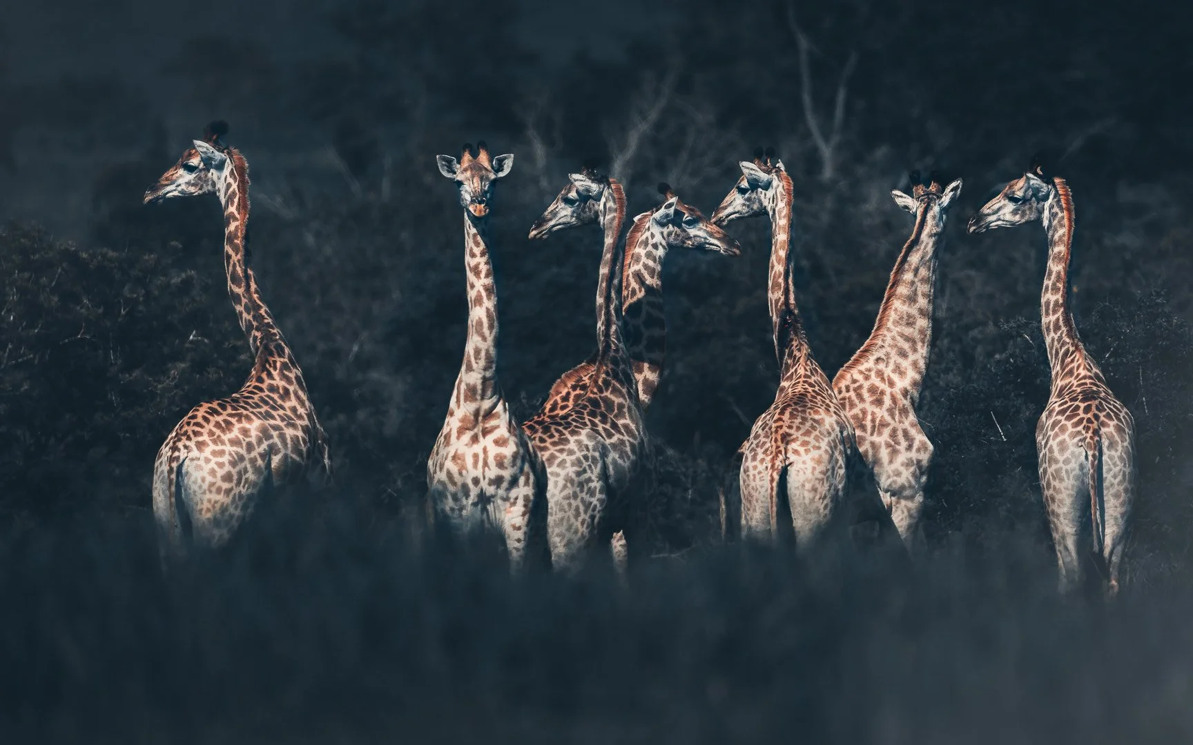Giraffe the crew_no sig.jpeg