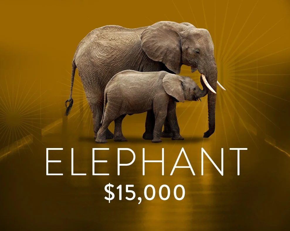 elephant.jpg