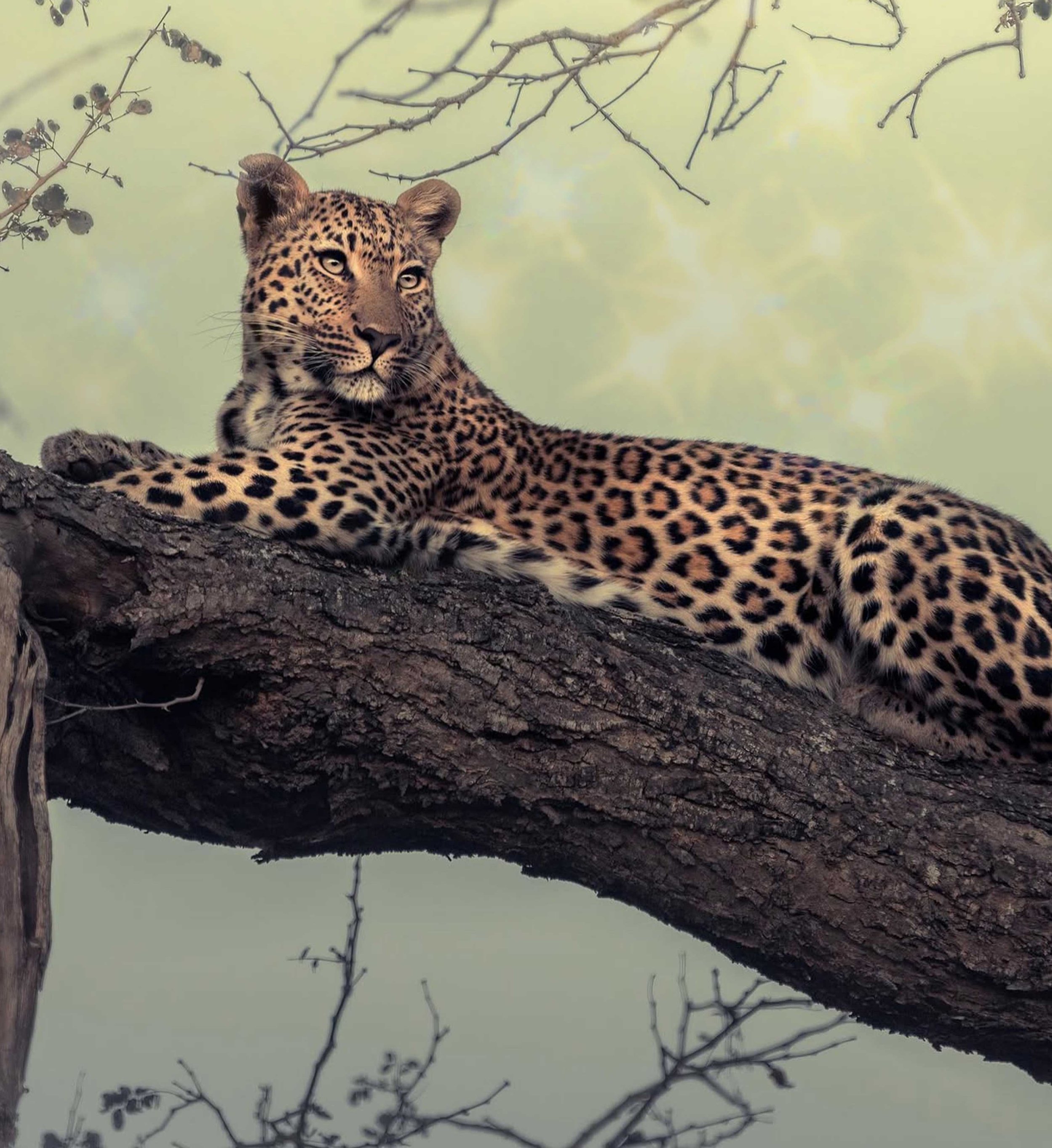annual-gala-2025-leopard.jpg