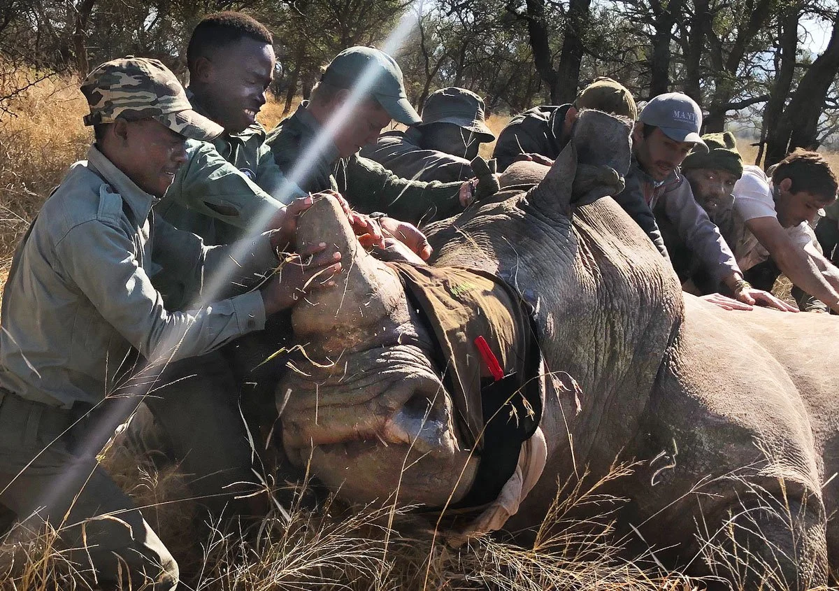 2019_Rangers_Manyoni_Dehorning 2.jpg